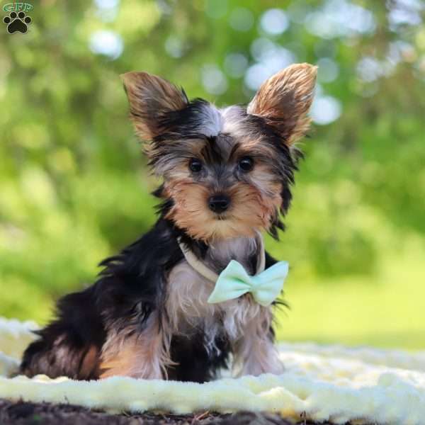 Ollie, Yorkie Puppy